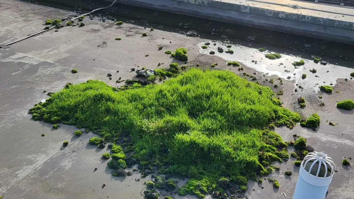 Roof before cleaning with moss and organic growth
